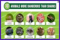 15 Animals Surprisingly More Deadly Than Sharks