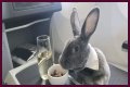 Bunny in a bow tie lives the high life flying business class with owner and being served nuts by stewardesses