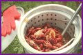 Cajun Fest moves to Iowa State Fairgrounds’ venue