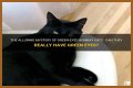 Can a Bombay cat have green eyes? – Janet-Panic.com