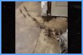 Rats Run Out From Under Homeless Person's Blanket on NYC Subway Platform