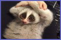 These 9 Adorable Animals Should Actually Terrify You